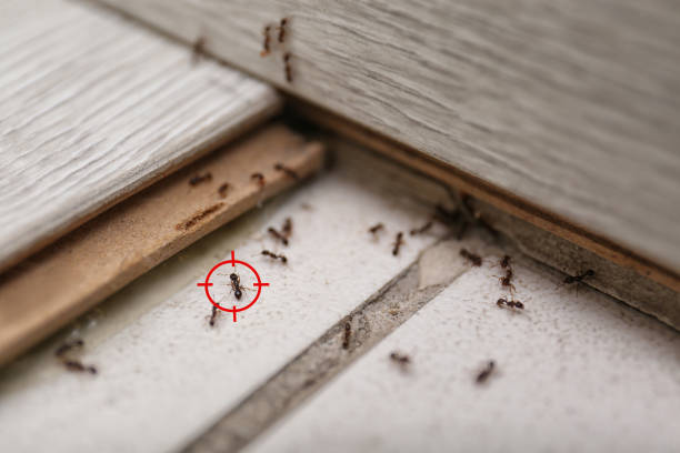 Flea Control Services in Boyne City, MI