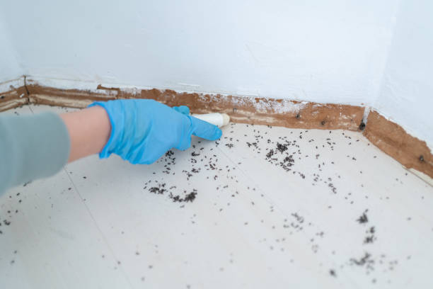 Best Cockroach Control Services  in Boyne City, MI
